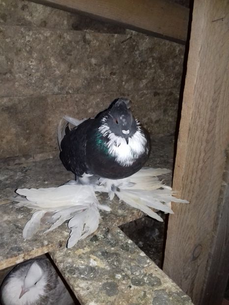 Fem per 1 - Porumbei care  nui mai detin