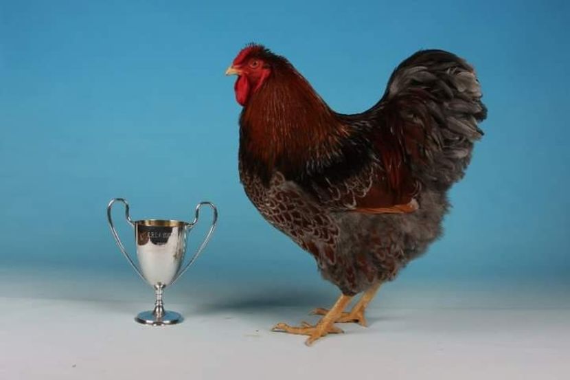  - tineret wyandotte 2015