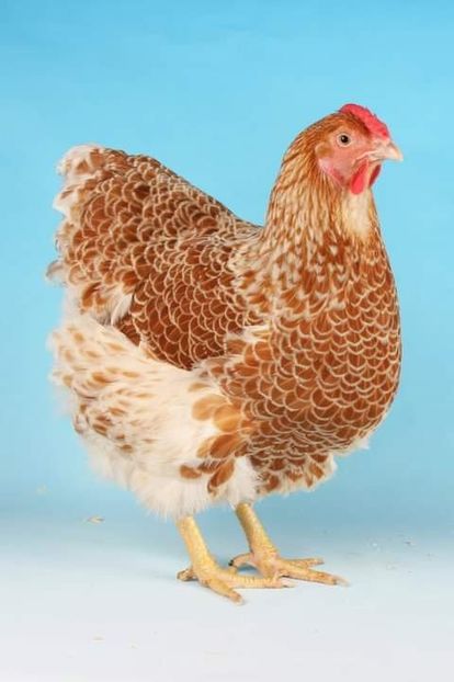  - tineret wyandotte 2015