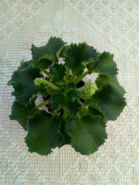 29 nov - Wizard s Prankster