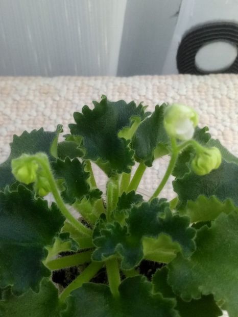 5 dec - Wizard s Prankster