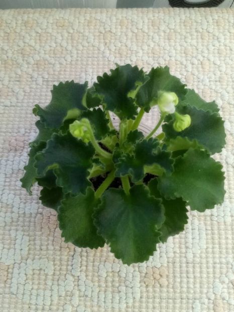 5 dec - Wizard s Prankster