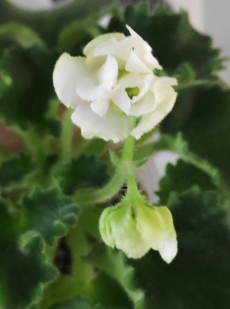 9 dec - Wizard s Prankster