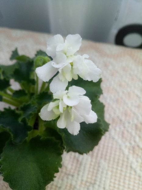 14 dec - Wizard s Prankster