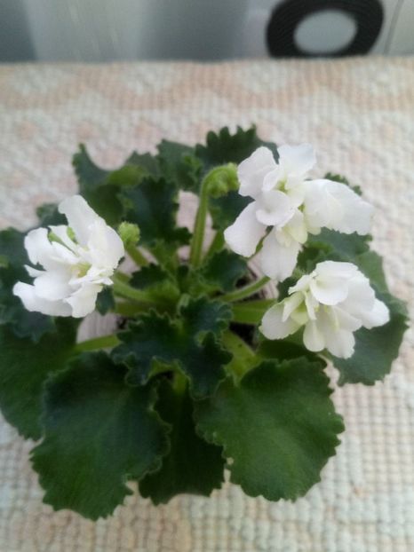 14 dec - Wizard s Prankster