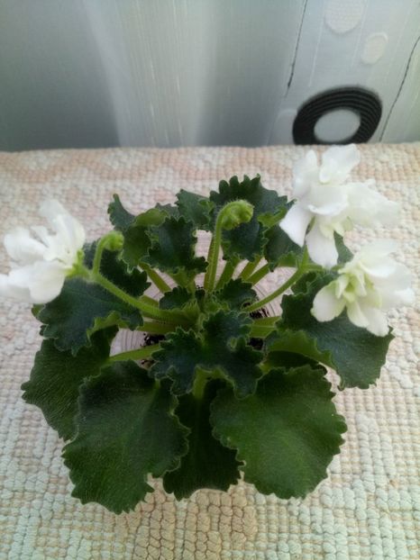 14 dec - Wizard s Prankster