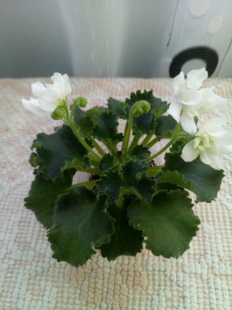 14 dec - Wizard s Prankster