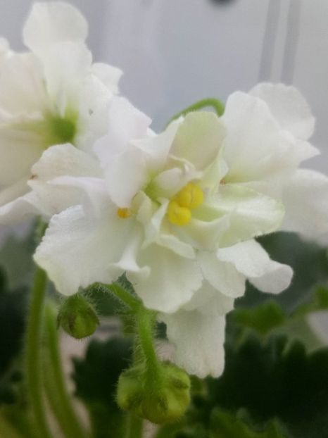 22 dec - Wizard s Prankster