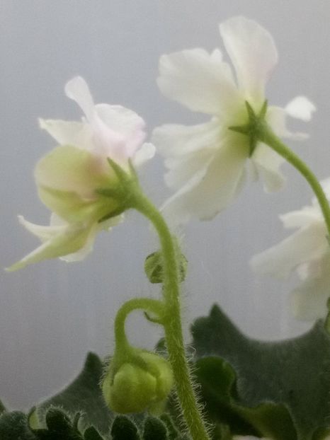 22 dec - Wizard s Prankster