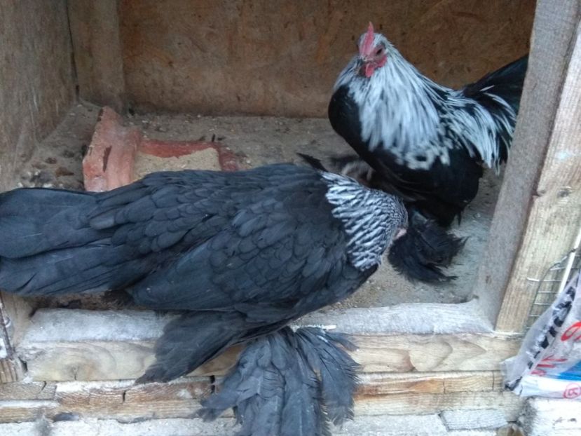  - Mii de Flori mesteacan