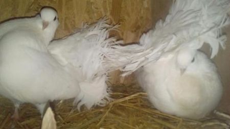 temp1 - Porumbei Voltați