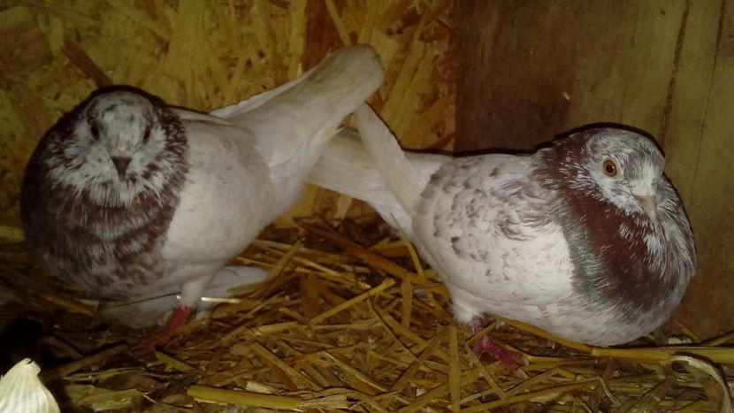  - Matca de porumbei rolleri de Birmigham 2018