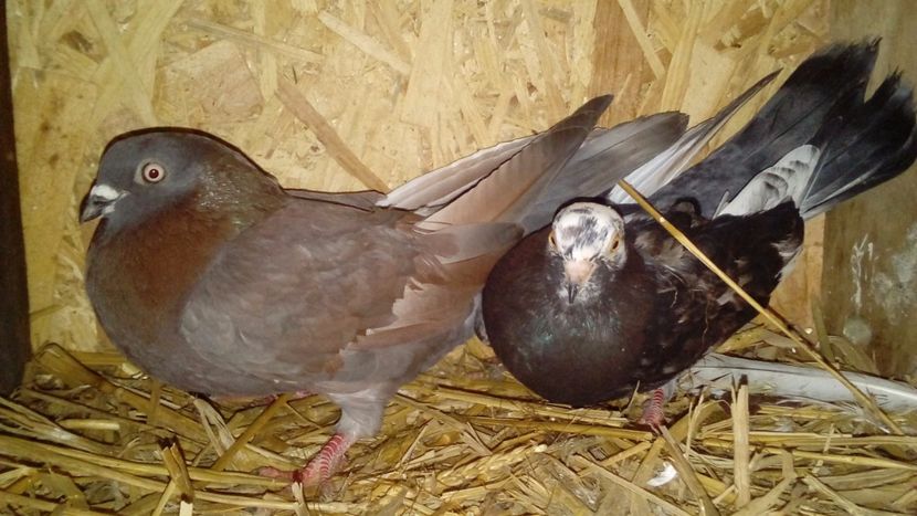  - Matca de porumbei rolleri de Birmigham 2018