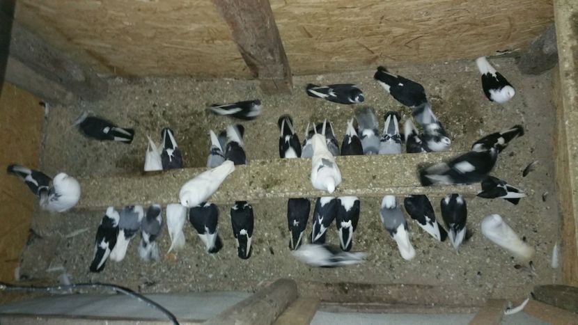  - -Matca 2018 jucatori de galati