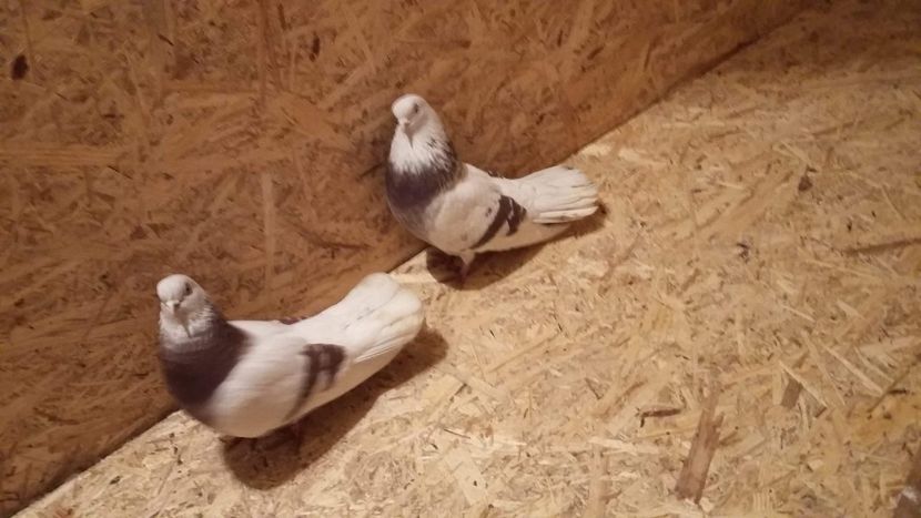 received_2174027162822012 - 9-Dungat Romanesc