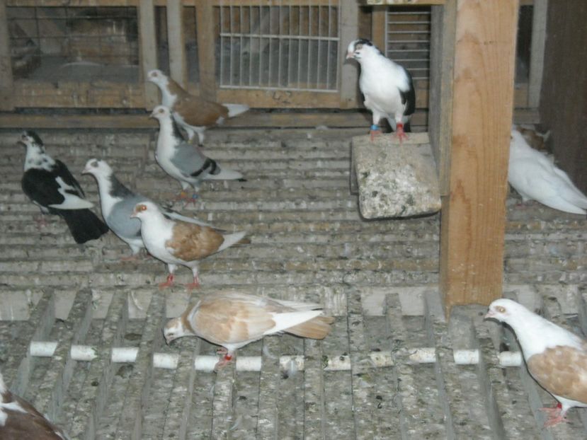  - DE PRIN PORUMBARIE