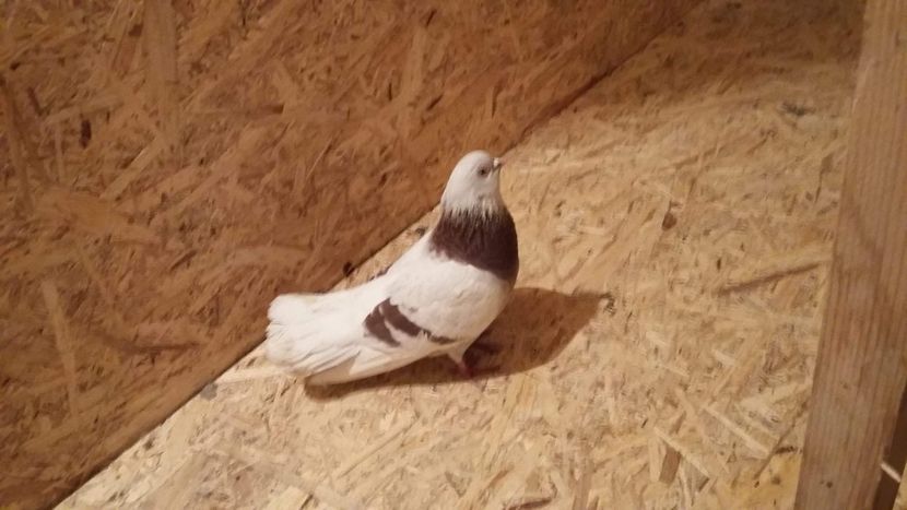 received_297110017584031 - 9-Dungat Romanesc