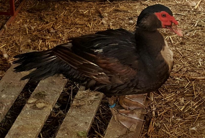 Craciun fericit va ureaza Alfa - 0001 rate lesesti matca 2019 lot 2