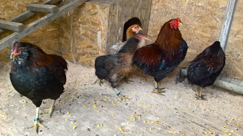  - araucana