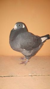  - POR AMERICANI VANDUTI