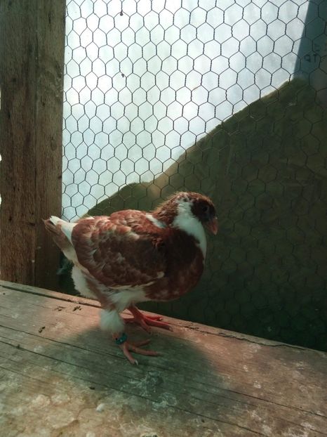 received_256827888273335 - POR AMERICANI VANDUTI