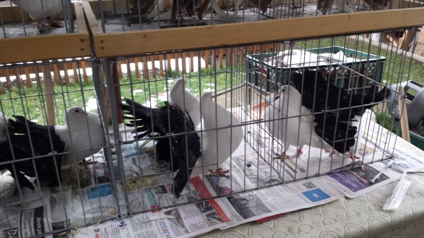  - 6 Voltati albi cu coada NEAGRA si ROSIE matca 2019