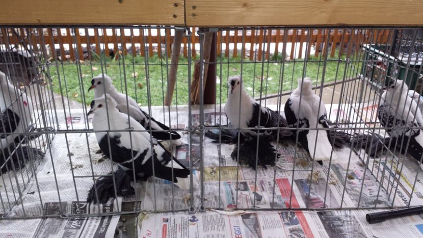  - 2 Randunele de saxonia matca 2019