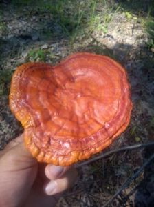 temp0 - Ganoderma lucidum