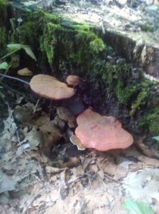 temp3 - Ganoderma lucidum