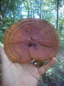 temp2 - Ganoderma lucidum