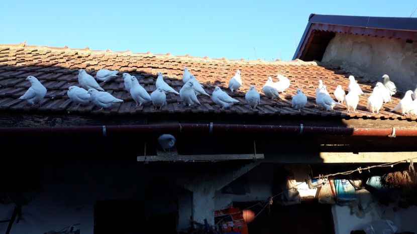 o parte din ei - 14 - Voiajori ALBI