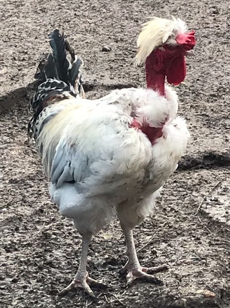 Nr1 - Cocosi matca 2019