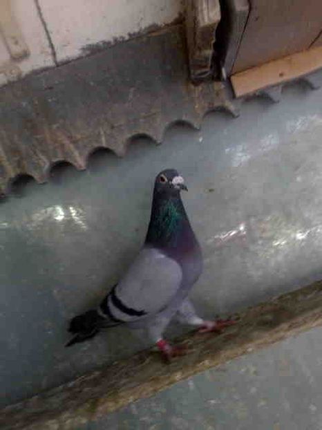 151-rezervat - Vinzare 2021