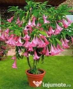 TROMPETA INGERULUI, BRUGMANSIA, DATURA - PLANTE OTRAVITOARE