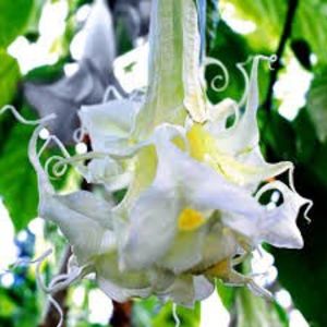 TROMPETA INGERULUI, BRUGMANSIA, DATURA - PLANTE OTRAVITOARE