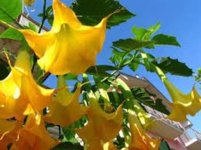 TROMPETA INGERULUI, BRUGMANSIA, DATURA - PLANTE OTRAVITOARE