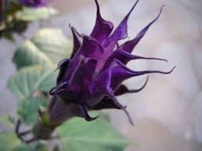 TROMPETA INGERULUI, BRUGMANSIA, DATURA - PLANTE OTRAVITOARE