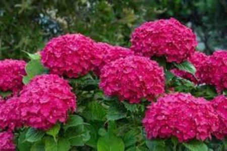 HORTENSIA - PLANTE OTRAVITOARE