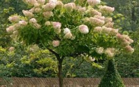 HORTENSIA - PLANTE OTRAVITOARE