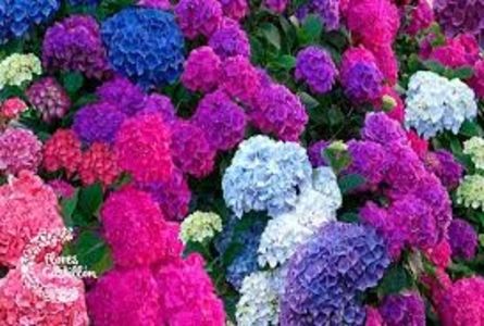 HORTENSIA - PLANTE OTRAVITOARE