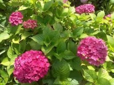 HORTENSIA - PLANTE OTRAVITOARE