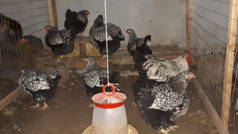  - Wyandotte argintiu 2019