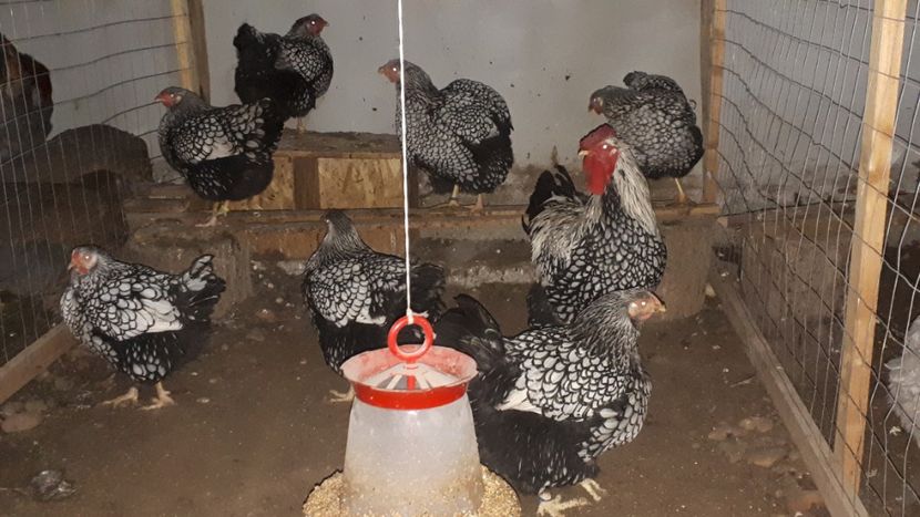  - Wyandotte argintiu 2019