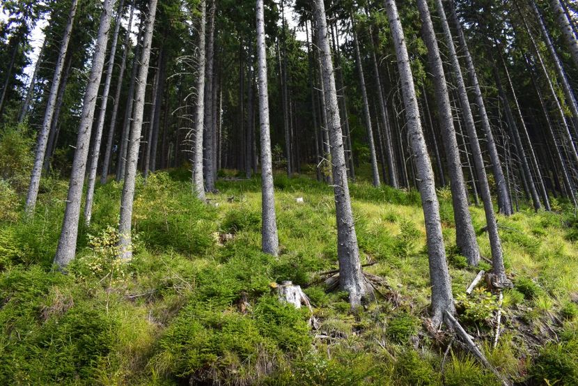  - Inceput de septembrie