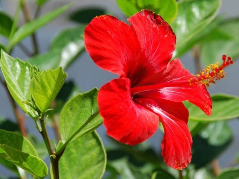 hibiscus - CEAIURI