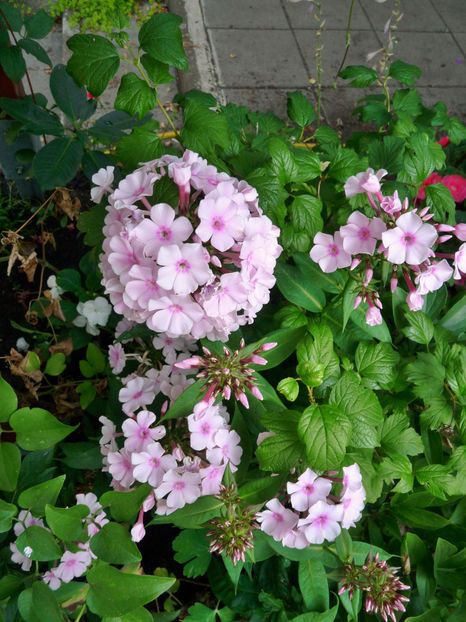  - Phlox - brumarele