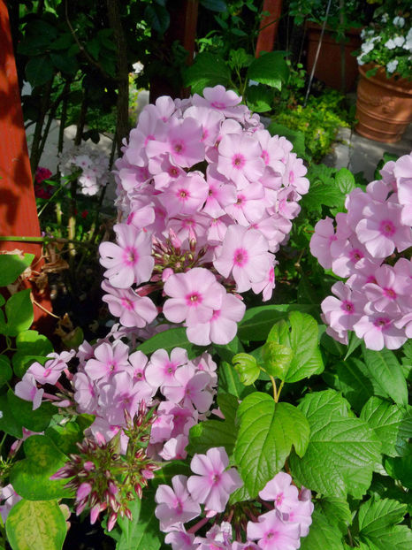  - Phlox - brumarele