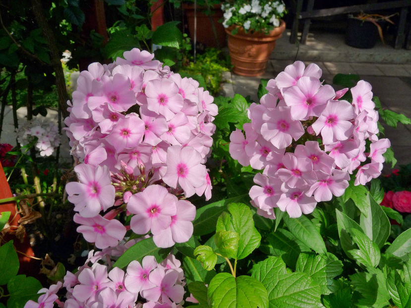  - Phlox - brumarele