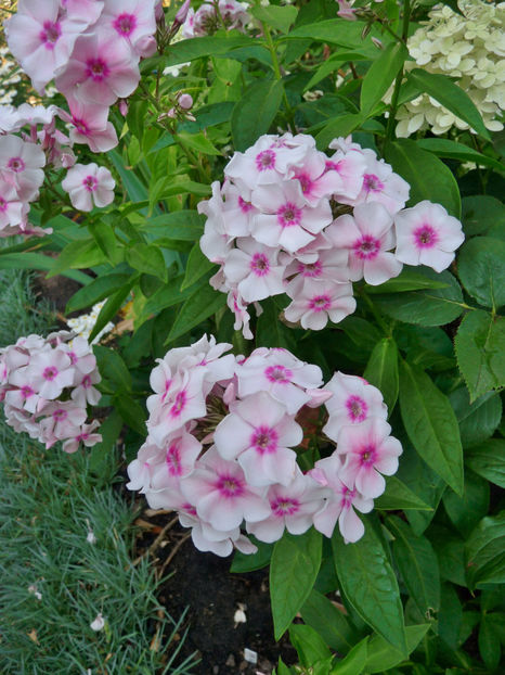  - Phlox - brumarele