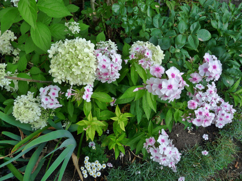  - Phlox - brumarele